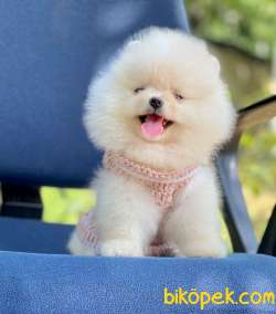 Ayıcık Güzel Pomeranian Bebekler 3