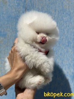 Ayıcık Kafa 0 Pomeranian Boo 4