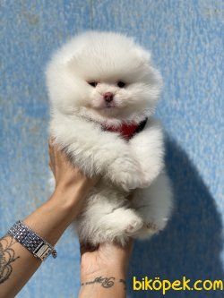 Ayıcık Kafa 0 Pomeranian Boo 1