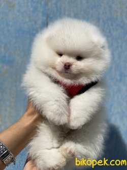 Ayıcık Kafa 0 Pomeranian Boo 2