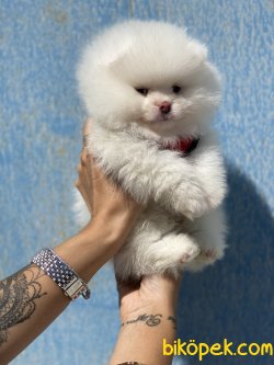 Ayıcık Kafa 0 Pomeranian Boo 3