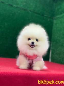 Ayıcık Orijinal Pomeranian