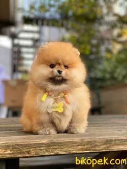 Ayıcık Orjinal Pomeranian Boo 4