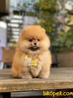 Ayıcık Orjinal Pomeranian Boo 5