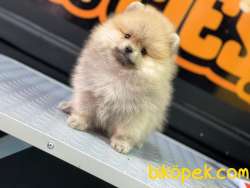 Ayıcık Pomeranian 1