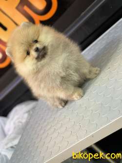 Ayıcık Pomeranian 2