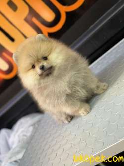 Ayıcık Pomeranian 4