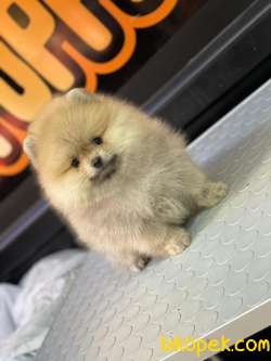 Ayıcık Pomeranian 3