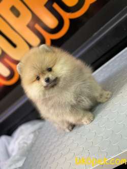 Ayıcık Pomeranian 5