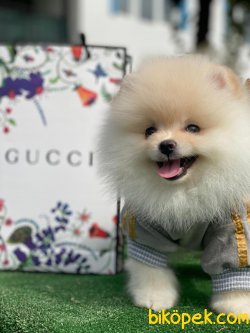 AYICIK POMERANİAN BOO 1