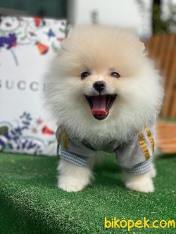 AYICIK POMERANİAN BOO 2
