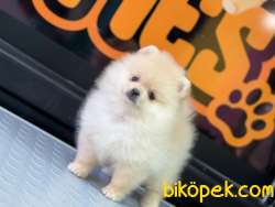 Ayıcık Pomeranian Boo 2