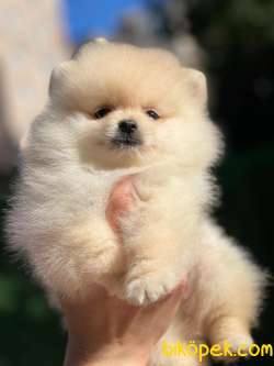 Ayıcık Pomeranian Boo 4