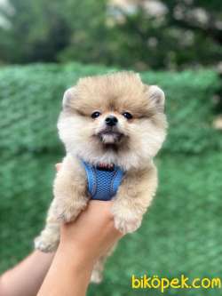 AYICIK POMERANİAN BOO 4