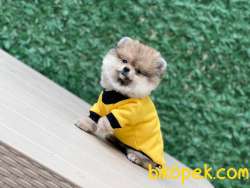 AYICIK POMERANİAN BOO 1