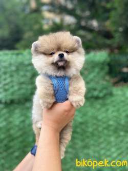 AYICIK POMERANİAN BOO 3