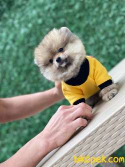 AYICIK POMERANİAN BOO 2