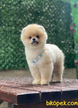 Ayıcık Surat 3 Aylık Pomeranian Boo Yavrumuz 3