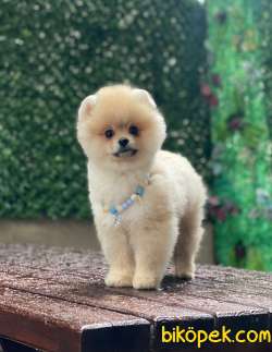 Ayıcık Surat 3 Aylık Pomeranian Boo Yavrumuz 5