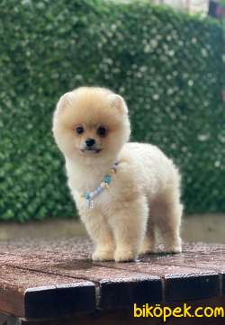 Ayıcık Surat 3 Aylık Pomeranian Boo Yavrumuz