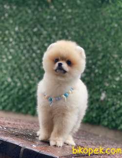 Ayıcık Surat 3 Aylık Pomeranian Boo Yavrumuz 2