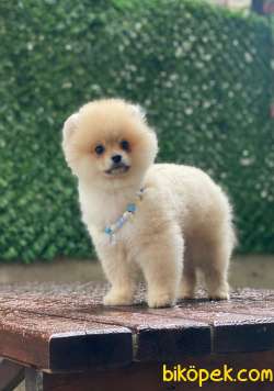 Ayıcık Surat 3 Aylık Pomeranian Boo Yavrumuz 4