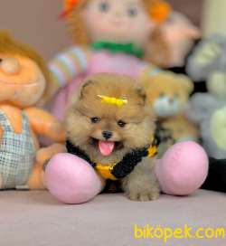 Ayıcık Surat Boo Pomeranian 2