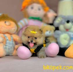 Ayıcık Surat Boo Pomeranian 1