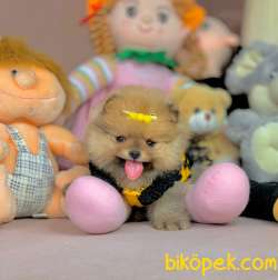Ayıcık Surat Boo Pomeranian 3