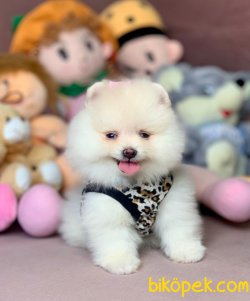 Ayıcık Surat Boo Pomeranian Yavru 1