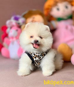 Ayıcık Surat Boo Pomeranian Yavru 2