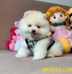 Ayıcık Surat Boo Pomeranian Yavru 3