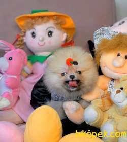 Ayıcık Surat Boo Pomeranian Yavrular 3