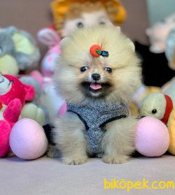 Ayıcık Surat Boo Pomeranian Yavrular 2