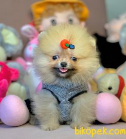 Ayıcık Surat Boo Pomeranian Yavrular 1