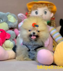 Ayıcık Surat Boo Pomeranian Yavrular 4