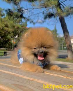 Ayıcık Surat Boo Pomeranian Yavrular 3