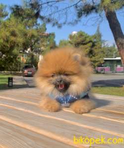 Ayıcık Surat Boo Pomeranian Yavrular 2