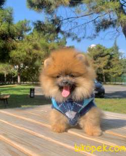 Ayıcık Surat Boo Pomeranian Yavrular 4