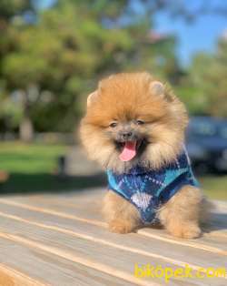 Ayıcık Surat Boo Pomeranian Yavrular 1
