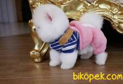 Ayıcık Surat Boo Pomeranian Yavrular 2