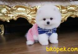 Ayıcık Surat Boo Pomeranian Yavrular 1
