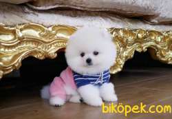 Ayıcık Surat Boo Pomeranian Yavrular 3