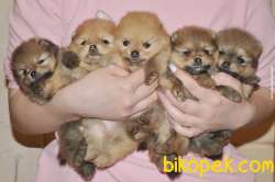 Ayıcık Surat Boo Pomeranian Yavrular 2