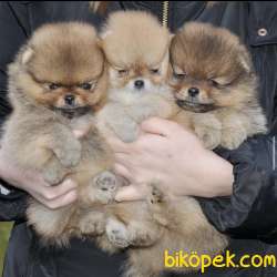 Ayıcık Surat Boo Pomeranian Yavrular 3