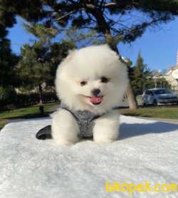 Ayıcık Surat Boo Pomeranian Yavrular 3