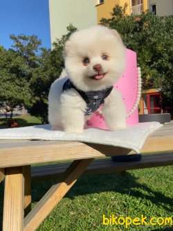 Ayıcık Surat Boo Pomeranian Yavrular 3