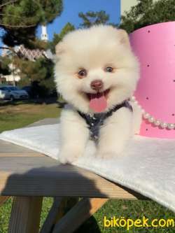 Ayıcık Surat Boo Pomeranian Yavrular 1