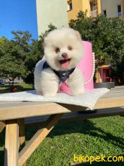 Ayıcık Surat Boo Pomeranian Yavrular 2
