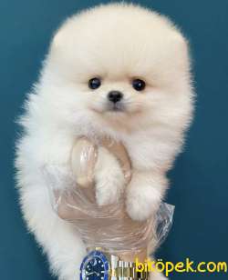 Ayıcık Surat Boo Pomeranian Yavrular 3